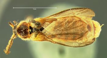 Media type: image;   Entomology 33854 Aspect: habitus dorsal view